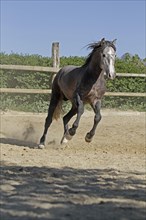 Andalusian, Andalusian horse, Antequera, Andalusia, Spain, Europe