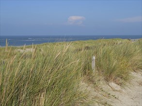 Sandy dunes with grass in front of a blue sea and sky, dunes and beach at the sea with dune grass