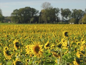 Large field with sunflowers, single flowers in the foreground and trees in the background, blooming
