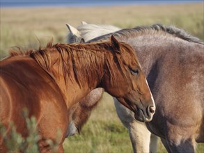 Two horses with different coat colours standing peacefully next to each other, horses on salt marsh