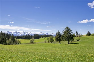 View of the Allgaeu Alps, dandelion meadow, snow, forest, Ostallgaeu, Buching, Allgaeu, Bavaria,