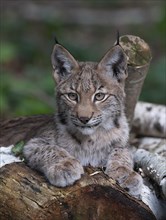 Eurasian lynx (Lynx lynx), young lynx lying on an old tree trunk and looking attentively, captive,
