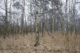 Downy birches (Betula pubescens) in winter, Lower Saxony, Germany, Europe