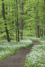 Path through near-natural deciduous forest with flowering ramson (Allium ursinum), Hainich National