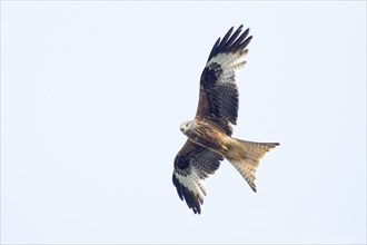 A black kite (Milvus migrans) flies high in the sky with its wings spread out, Hesse, Germany,