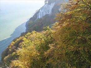 The picture shows an autumn coloured cliff on a coast with golden leaves and blue sea in the