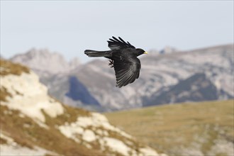 Alpine chough (Pyrrhocorax graculus) flying in front of a mountain backdrop, St. Gallen,
