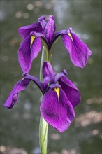 Bristle-pointed iris (Iris setosa), Emsland, Lower Saxony, Germany, Europe