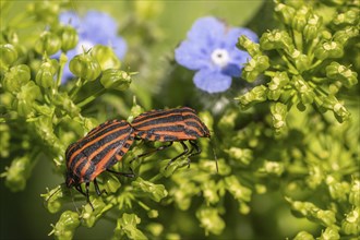 Italian striped bugs (Graphosoma lineatum), mating, Emsland, Lower Saxony, Germany, Europe