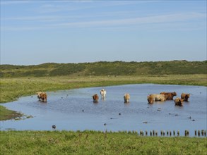 Several cows and ducks in the water, surrounded by green meadow and a peaceful landscape on a sunny