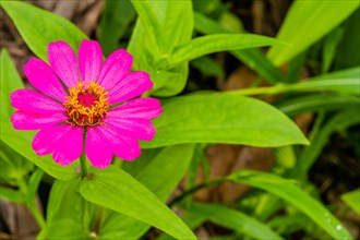 Closeup of flower with maroon petals and yellow center with green foliage in background in Thailand