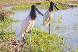 Jabiru (Jabiru mycteria) Pantanal Brazil