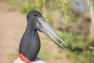 Jabiru (Jabiru mycteria) Pantanal Brazil