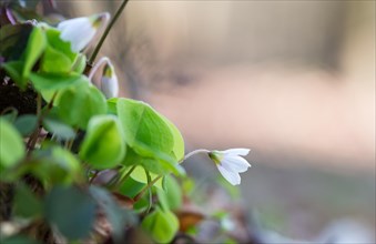 Flowering common wood sorrel (Oxalis acetosella), also known as wood sorrel, common wood sorrel or