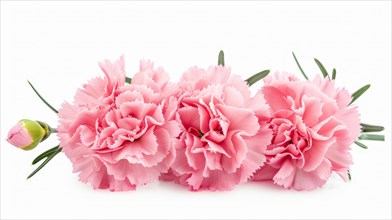A group of pink carnations lying down diagonally with visible green leaves on a white background,