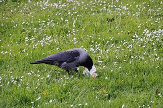 Crow with paper bag, May, Saxony, Germany, Europe