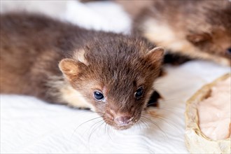 Beech marten (Martes foina), young animal in close-up at a food bowl in a wildlife rescue centre,