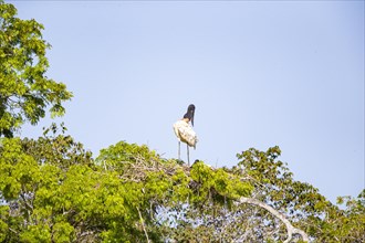 Jabiru (Jabiru mycteria) Pantanal Brazil