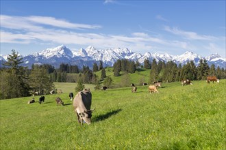 Dairy cows on a pasture, snow-covered mountains, hiking area, forest, trees, Allgaeu Alps, near