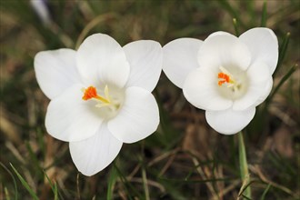 Crocuses (Crocus spec.) in bloom in spring, North Rhine-Westphalia, Germany, Europe