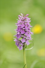 Moorland spotted orchid (Dactylorhiza maculata), North Rhine-Westphalia, Germany, Europe