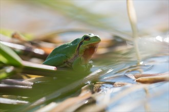 European tree frog (Hyla arborea), sitting on vegetation in the bank area in the sun, Lower Saxony
