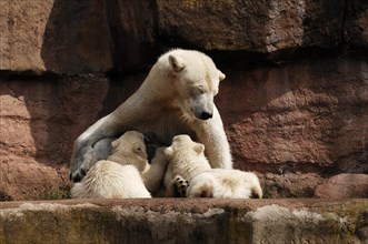 Polar bear mother suckling her two young polar bears, Ursus maritimus, Nuremberg Zoo, Am Tiergarten