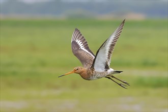Black-tailed godwit (limosa limosa) in flight, snipe birds, Ochsenmoor, Duemmer See nature park