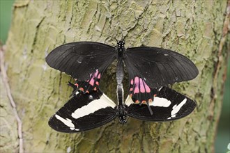 Torquatus Swallowtail (Papilio torquatus), pair copulating, captive, occurring in South America