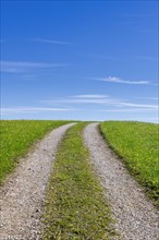 Stony field path through a spring meadow, Blue sky, Cloudy, Allgaeu, Bavaria, Germany, Europe