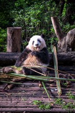 The giant panda (Ailuropoda melanoleuca), Chengdu, Sichuan, China, Asia