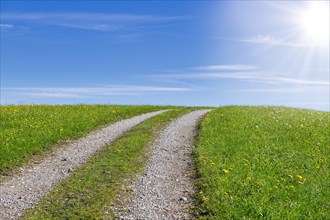 Stony field path through a spring meadow, Blue sky, Sun, Cloudy, Allgaeu, Bavaria, Germany, Europe