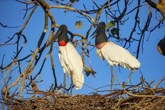 Jabiru (Jabiru mycteria) Pantanal Brazil