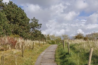 A footpath leading along a meadow with trees in the background and a cloudy sky above, plants,