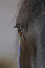 Friesian, Friesian horse, eye