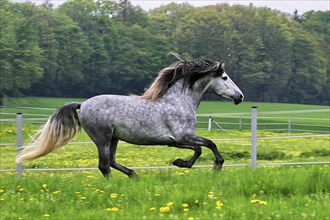 Andalusian, Andalusian horse, Spaniard