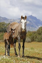 Andalusian, Andalusian horse, Antequera, Andalusia, Spain, mare with foal, Europe