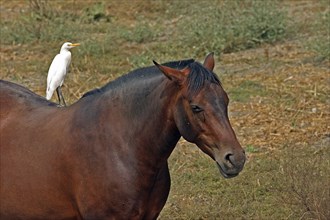 Andalusian, Cadiz, Andalusia, Spain, Cattle egret on the back, Europe