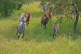 Andalusian, Andalusian horse, Antequerra, Andalusia, Spain, flowering meadow, Europe