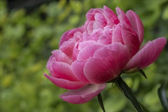 Peony (Paeonia Coral Charm), Emsland, Lower Saxony, Germany, Europe