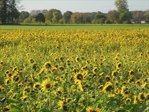 Large field with sunflowers, accompanied by trees and a clear sky in the background, blooming