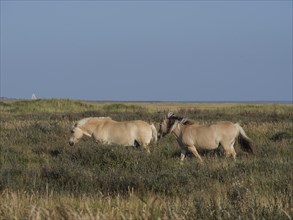 Two horses grazing in a wide meadow under a blue sky, horses on a salt marsh by the sea under a
