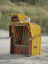 A yellow beach chair with green stripes, on which a seagull is sitting, in front of high dunes,