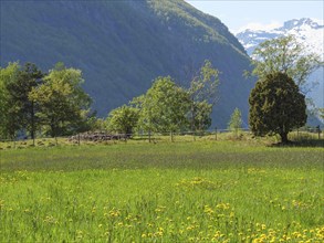 A wide green field with yellow flowers and trees against a mountain backdrop and blue sky, green