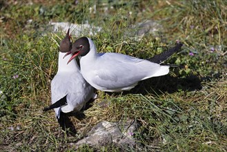 Breeding Black-headed Gulls (Larus ridibundus) also pair at the breeding site, North Sea coast,