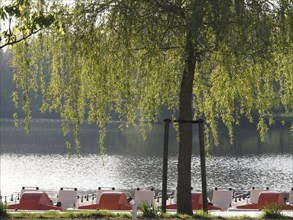 A tree with hanging branches stands on the shore of a lake with pedal boats, rowing boats and pedal