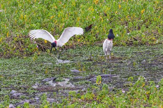 Jabiru (Jabiru mycteria) Pantanal Brazil