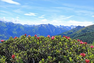 Alpine roses, Wetterkreuzhuette, Virgen, Venediger Group, Tyrol, Austria, Europe