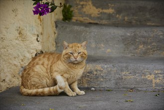 Relaxed red cat sitting on the concrete floor of a street, near Grand Master's Palace, Knights'