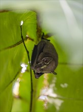 Tent-making bat (Uroderma bilobatum) hanging under a leaf, Tortuguero National Park, Costa Rica,